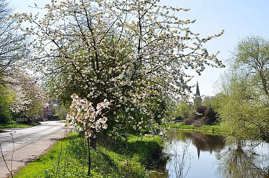 Trees in bloom in Denford Village with church in the background